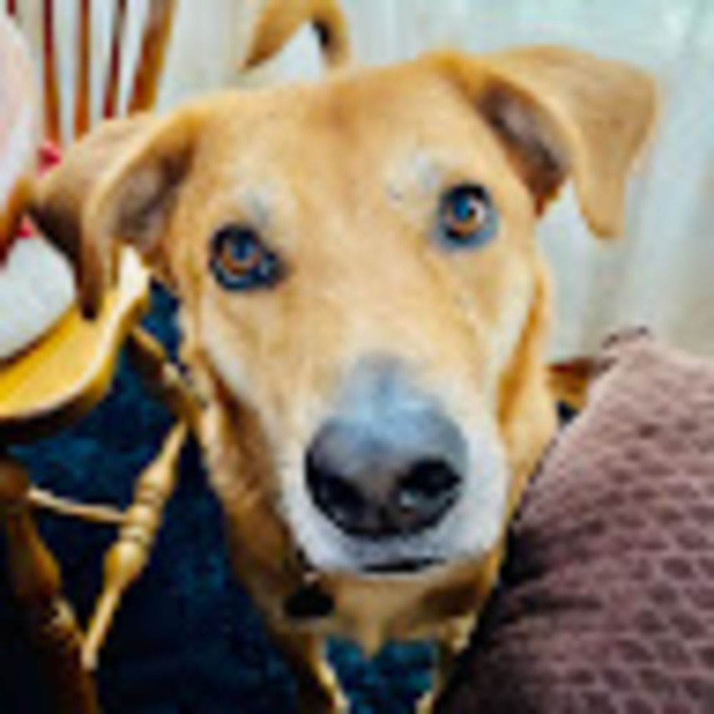 Meet your Posher, Lynette